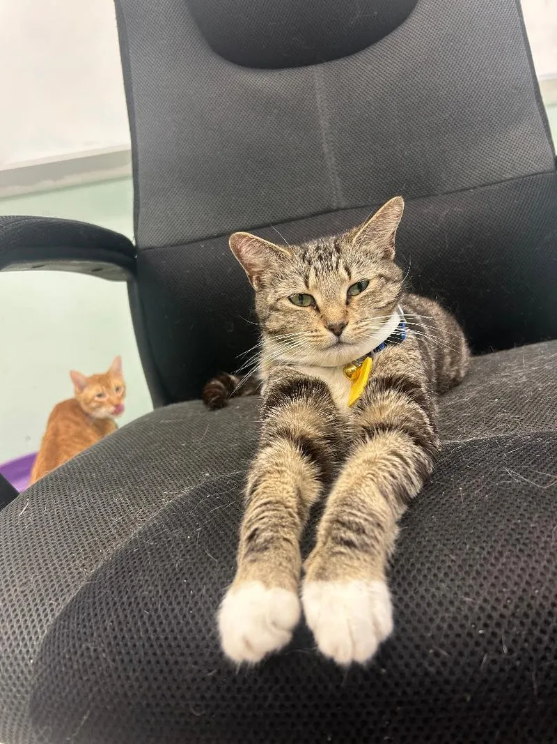 A baby medium-sized female Black Domestic Short Hair cat named Smokey for adoption in Homestead, FL