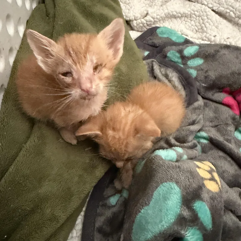 A young small-sized male Domestic Short Hair cat named Apollo for adoption in Lumberton, NC
