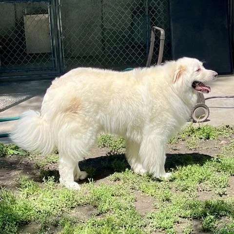Yuki