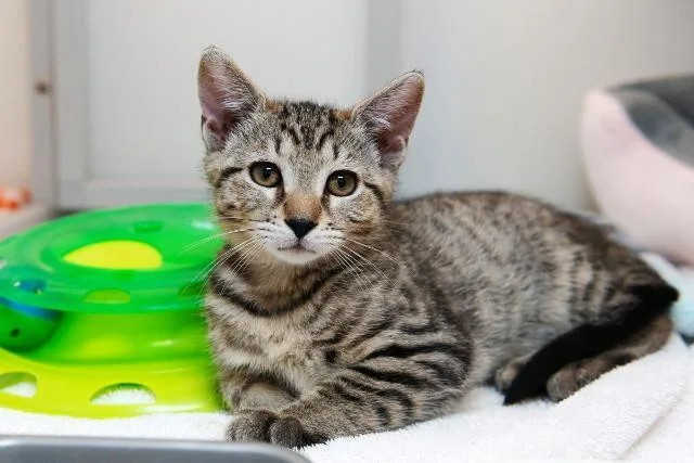 An adult medium-sized female Domestic Short Hair cat named Elphaba for adoption in Raleigh, NC