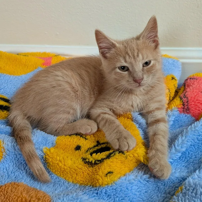 A baby small-sized male Domestic Short Hair cat named Parchese for adoption in Milwaukee, WI