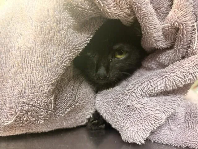 A young small-sized male Domestic Short Hair cat named November for adoption in Cincinnati, OH