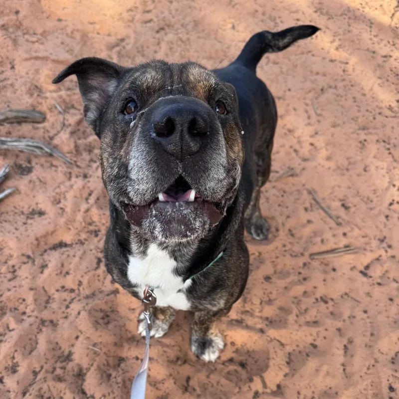 An adult medium-sized male Brindle Shar-Pei dog named Ant for adoption in Kanab, UT