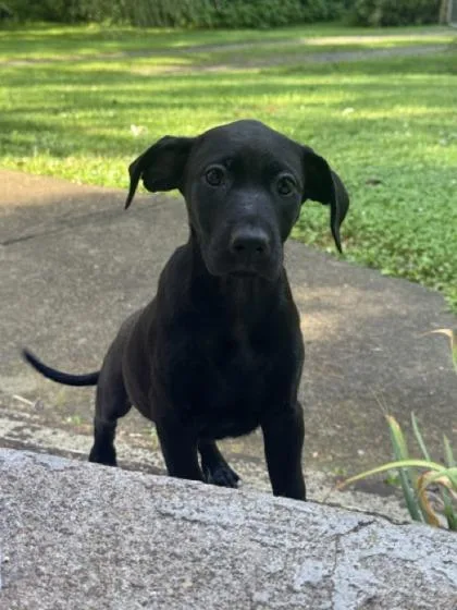 A baby medium-sized female Labrador Retriever dog named Serafina for adoption in Marshall, NC