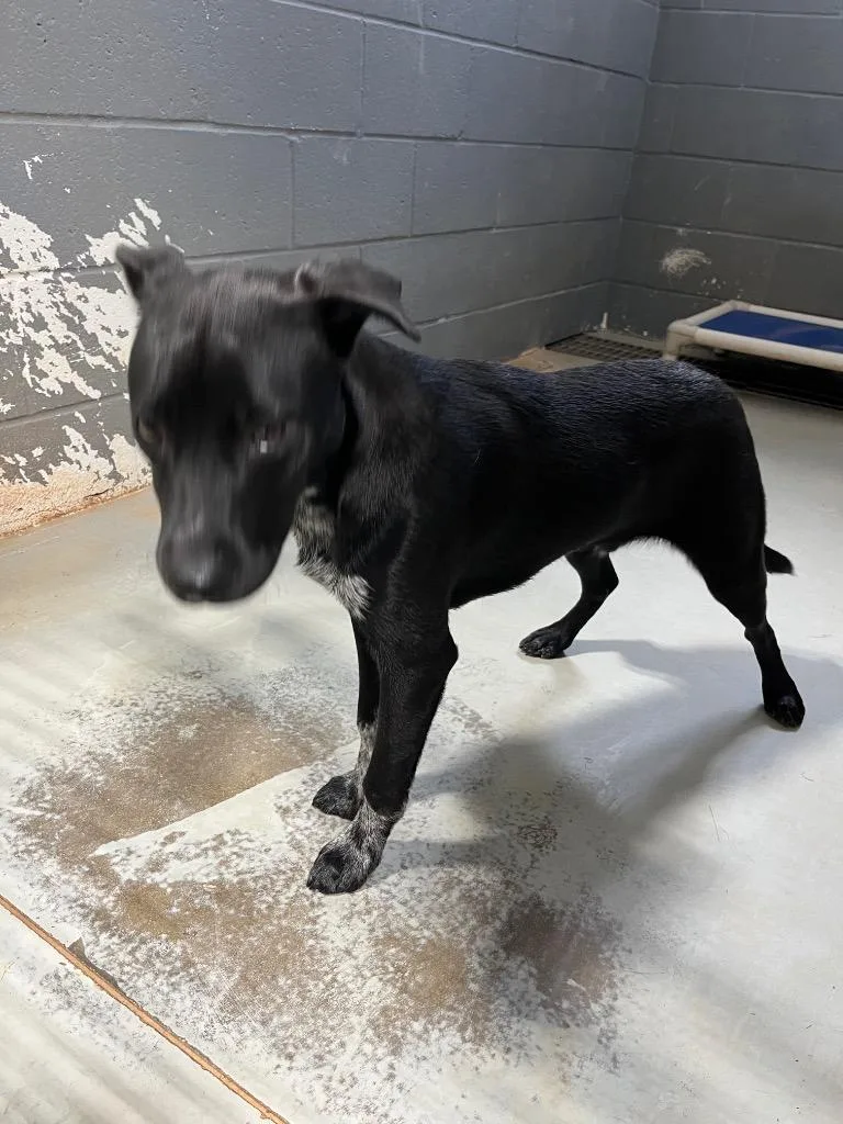 A baby medium-sized male Labrador Retriever dog named Jasper for adoption in Noble, OK