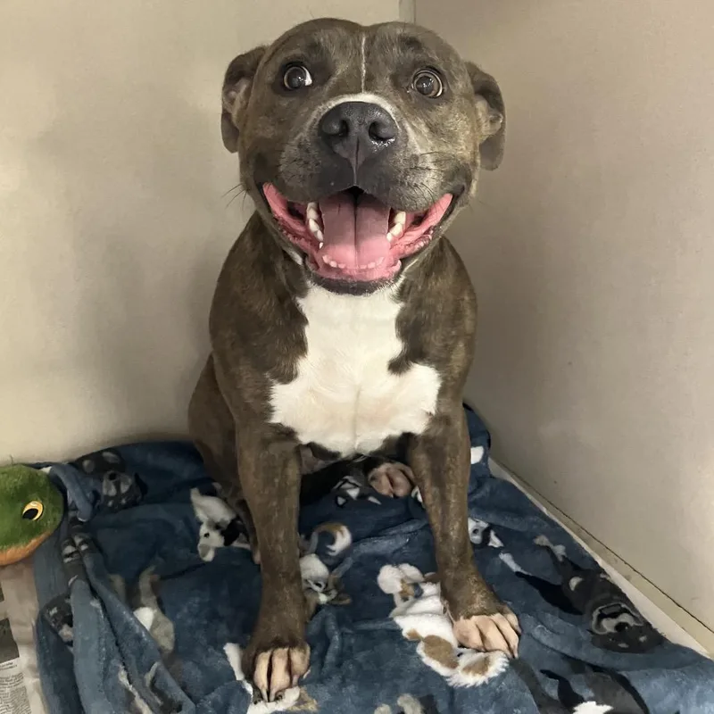 An adult medium-sized female Brown / Chocolate Mixed Breed dog named Belly Cakes for adoption in DeKalb, IL