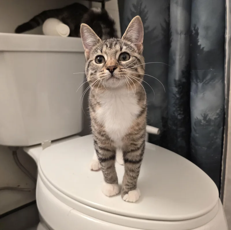 A baby medium-sized female Tabby (Brown / Chocolate) Domestic Short Hair cat named Imogen for adoption in Moriches, NY