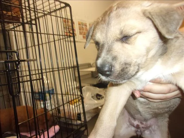 A baby small-sized female German Shepherd Dog dog named Daisy for adoption in Van Nuys, CA