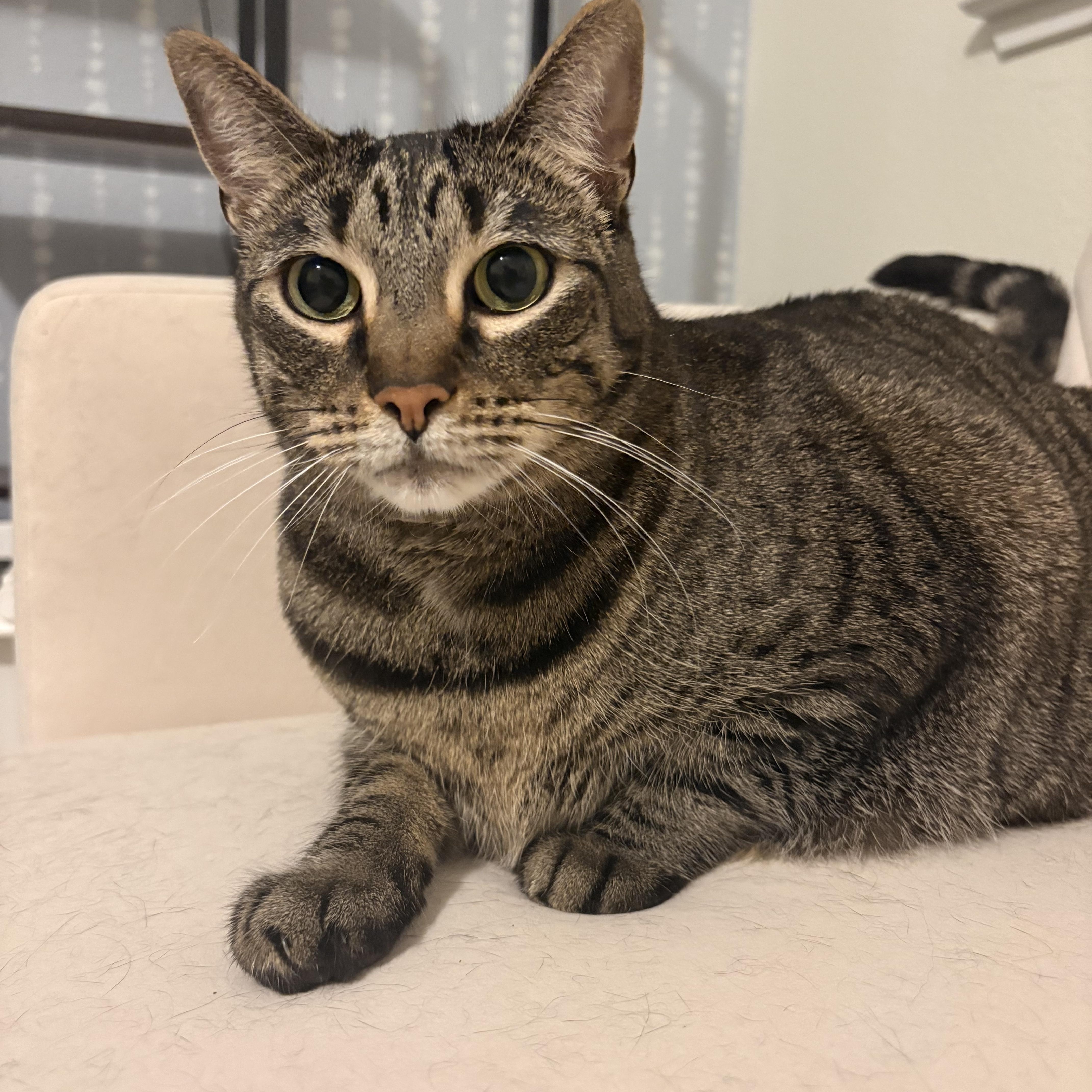 An adult medium-sized female Tabby (Gray / Blue / Silver) Domestic Short Hair cat named Sophie for adoption in Lakehead, CA