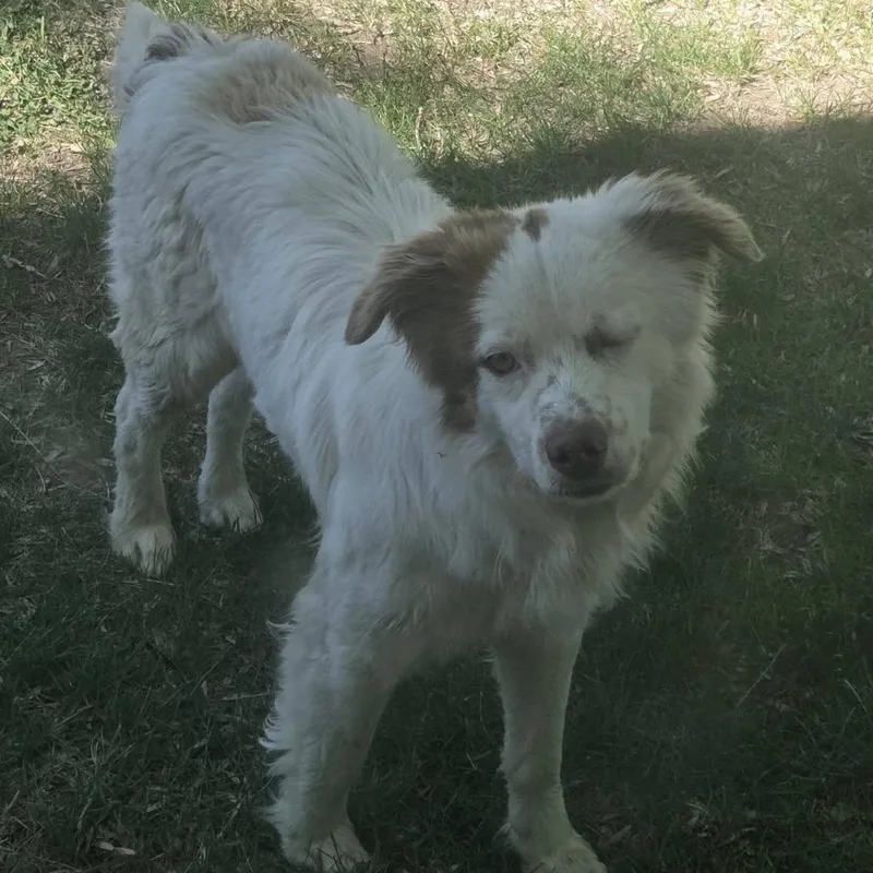 An adult small-sized male White / Cream Brittany Spaniel dog named Oakley for adoption in Spokane, WA