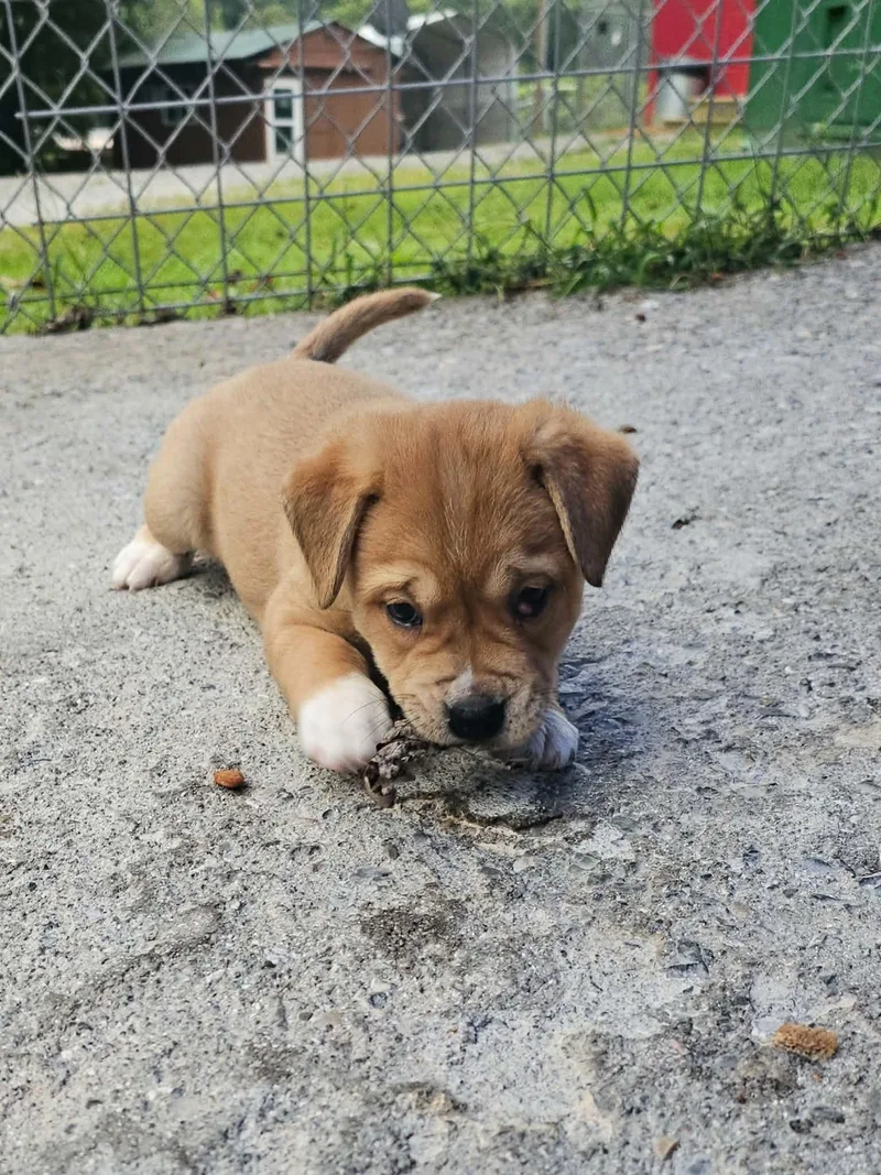 A baby small-sized female Mixed Breed dog named Junebug for adoption in Talbott, TN