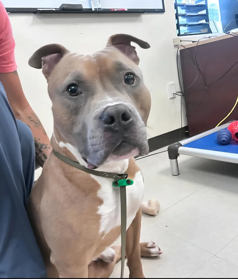 A young medium-sized male Brown / Chocolate Pit Bull Terrier dog named Georgie for adoption in Clayton, NJ