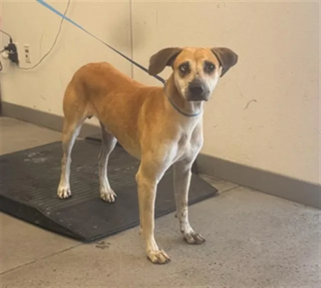 A young large-sized male Black Mouth Cur dog named Kurt for adoption in Mesa, AZ