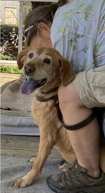 Simba