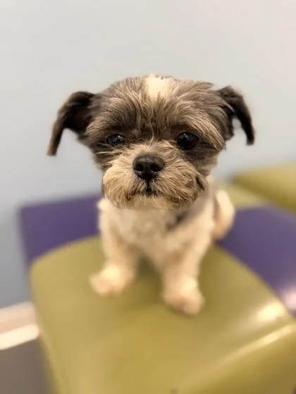 An adult small-sized male Gray / Blue / Silver Shih Tzu dog named Rex for adoption in Annapolis, MD