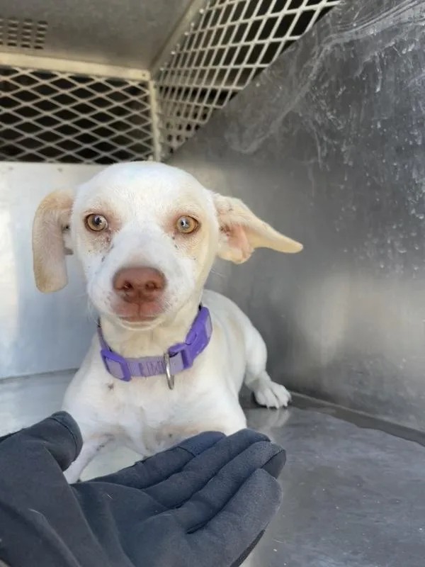 A young small-sized female Chihuahua dog named Topanga for adoption in Victorville, CA