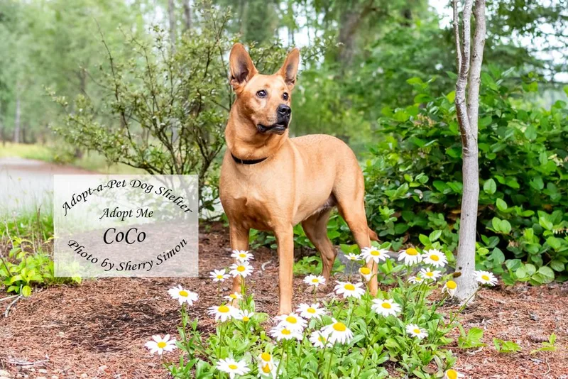 Coco