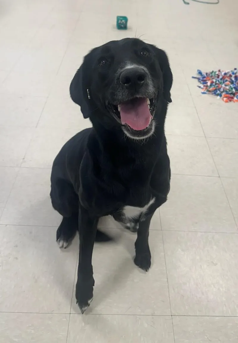 An adult large-sized female Black Labrador Retriever dog named Sadie for adoption in Clayton, NJ