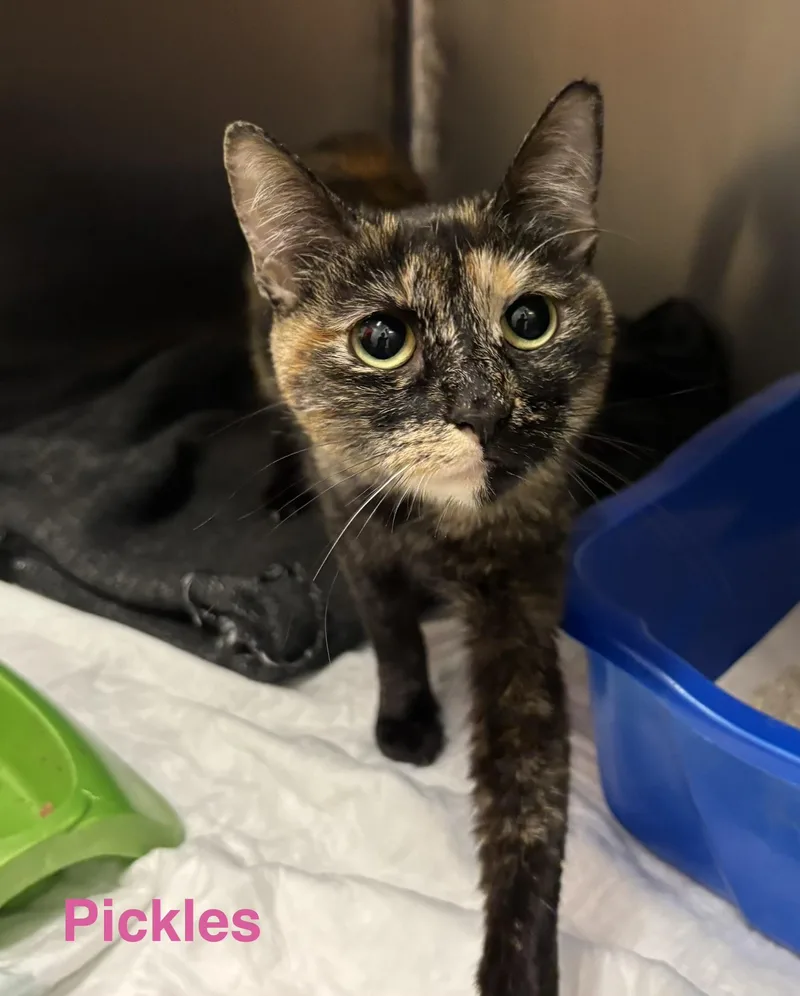 An adult small-sized female Tortoiseshell cat named Pickles for adoption in Las Vegas, NV