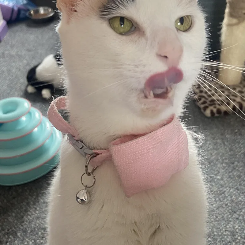 A baby medium-sized female Buff & White Domestic Short Hair cat named Snowflake for adoption in Bayside, NY