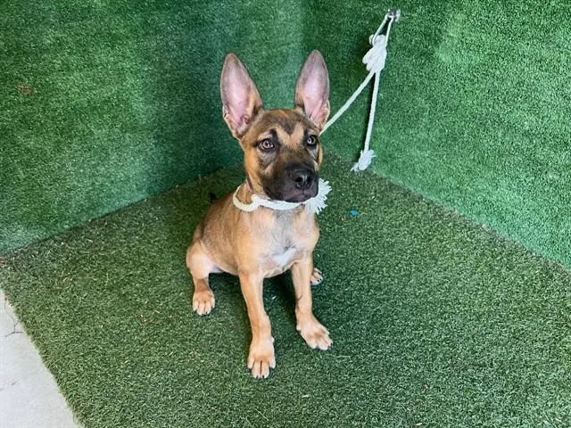 A baby small-sized female German Shepherd Dog dog named Noonie Collier for adoption in Lancaster, CA