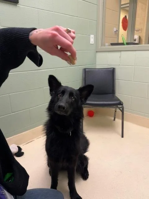 An adult large-sized female German Shepherd Dog dog named Darla for adoption in Kalamazoo, MI