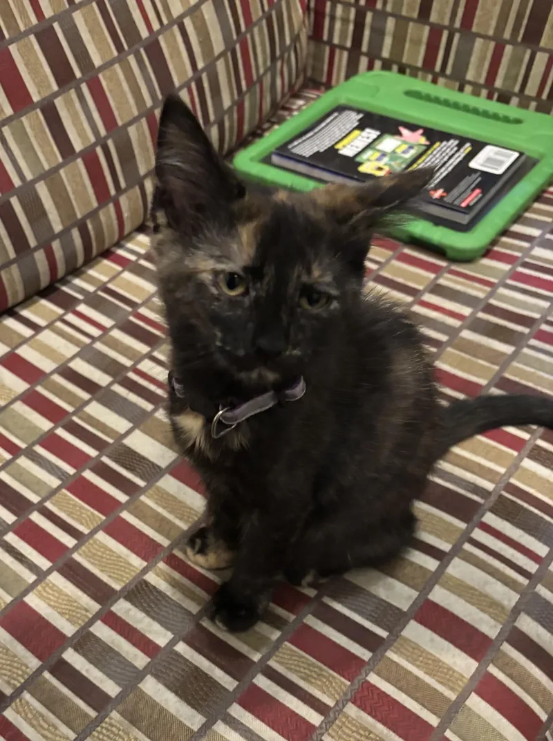 A baby medium-sized female Tortoiseshell cat named Mandy for adoption in Macomb, MI