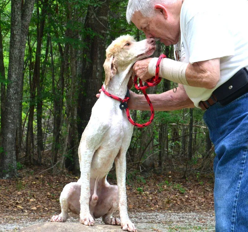 A young large-sized male Goldendoodle dog named Cash for adoption in Willingboro, NJ