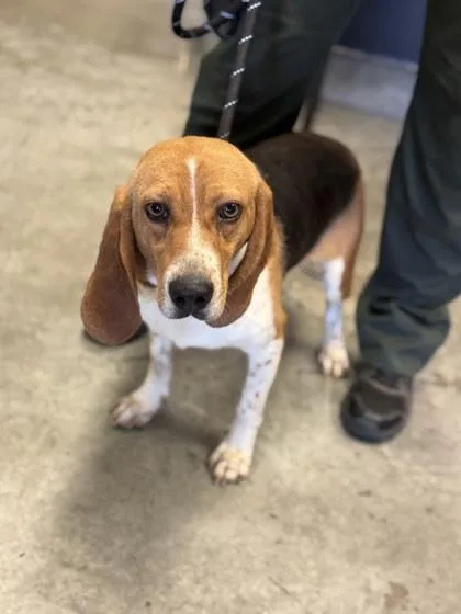 An adult small-sized female Beagle dog named Tina for adoption in Bowling Green, KY