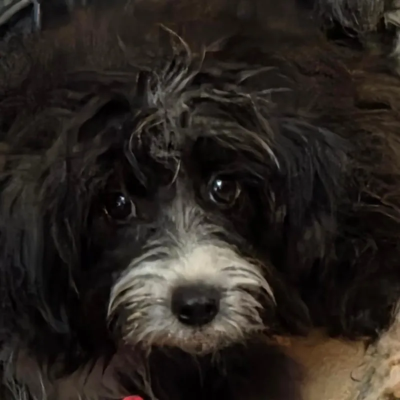 A young small-sized female Black Mixed Breed dog named Beatrice for adoption in Leander, TX