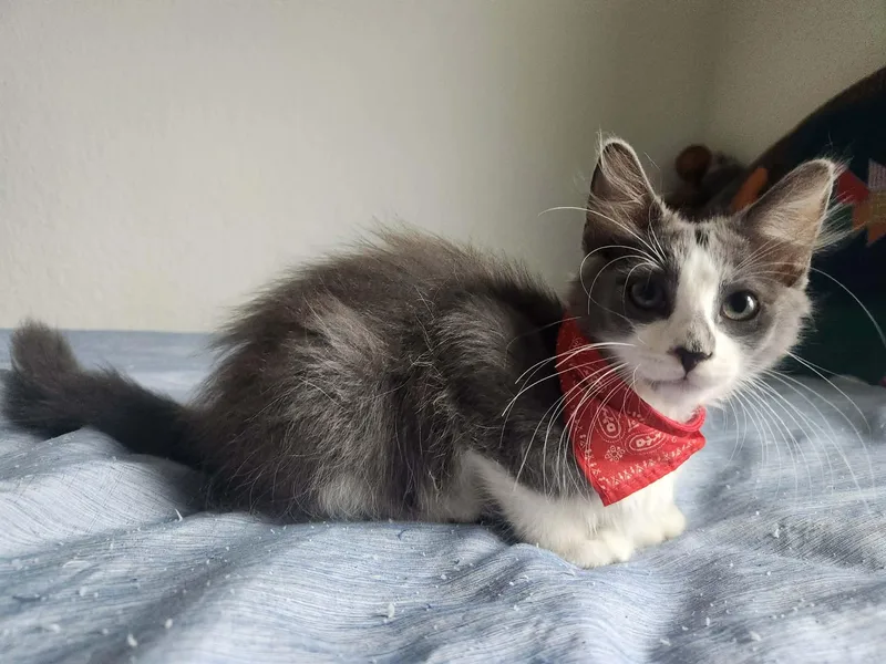A baby medium-sized male Gray & White Domestic Medium Hair cat named Curly for adoption in Spring Branch, TX