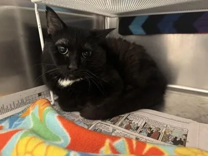 An adult small-sized male Domestic Short Hair cat named Cello for adoption in Golden Valley, MN