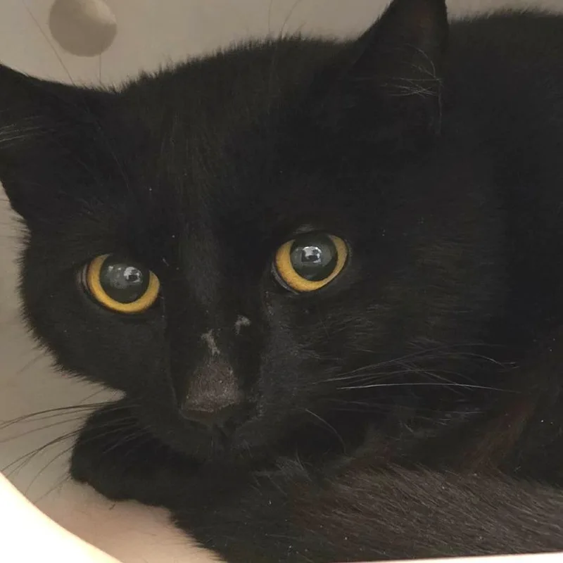 An adult medium-sized male Black Domestic Short Hair cat named Microwave Beep for adoption in Gloucester, VA