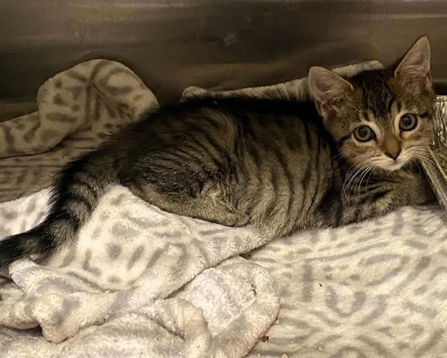 A baby small-sized female Domestic Short Hair cat named Maura for adoption in Tustin, CA