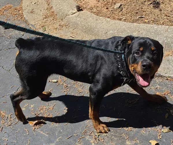 A young large-sized male Rottweiler dog named Pen for adoption in Lawrenceville, GA