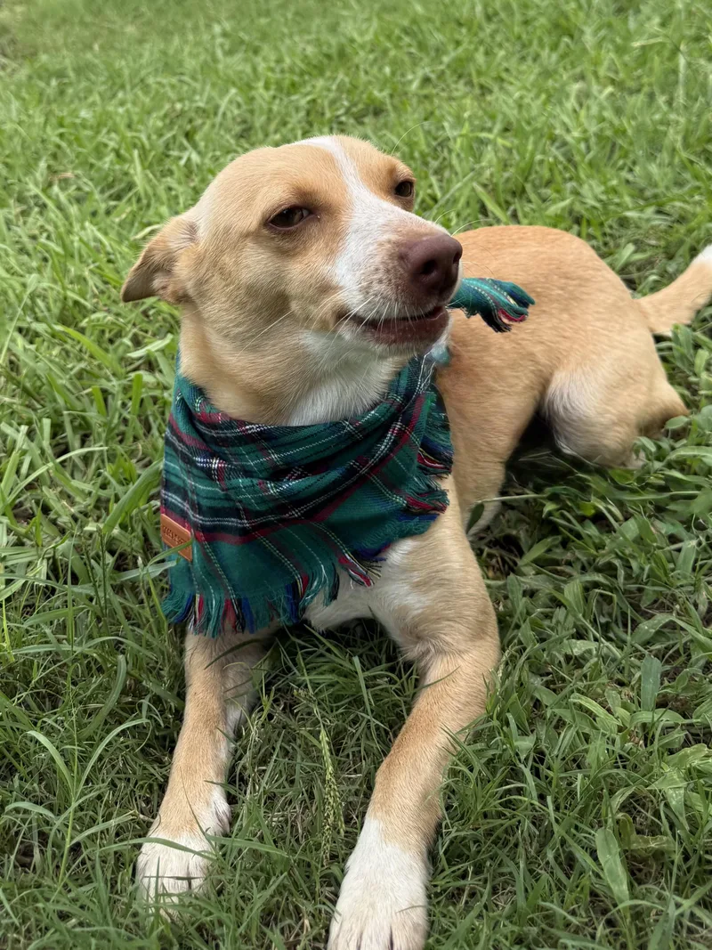 An adult small-sized male Chihuahua dog named Keno for adoption in New Orleans, LA