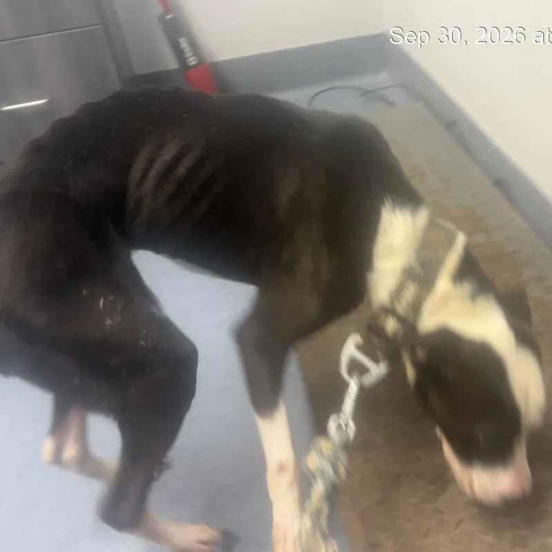 An adult medium-sized male Black Pit Bull Terrier dog named Independence for adoption in St Joseph, MO
