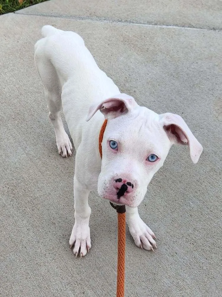 A baby medium-sized female Boxer dog named Dolly Parton for adoption in Denver, CO
