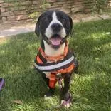 An adult medium-sized male Mixed Breed dog named Mylo for adoption in Hilliard, OH