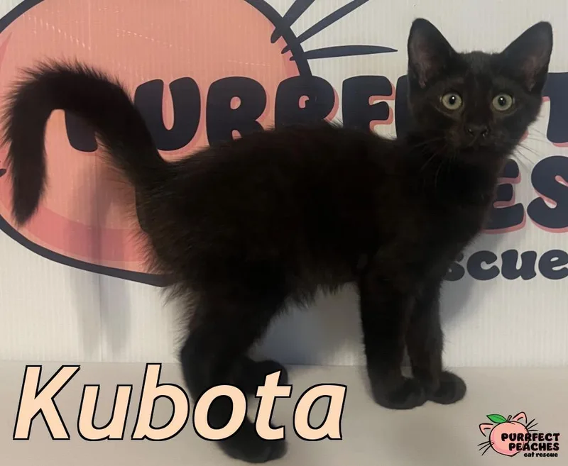 A baby medium-sized female Bombay cat named Kubota for adoption in Douglasville, GA