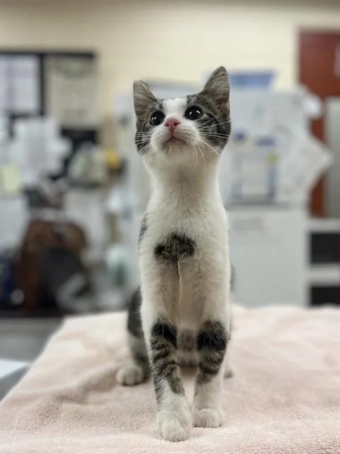 A baby small-sized male Domestic Short Hair cat named Polka for adoption in Aliquippa, PA