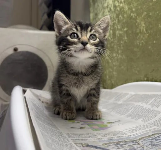 A baby small-sized female Domestic Short Hair cat named Daffodil for adoption in Riverside, CA