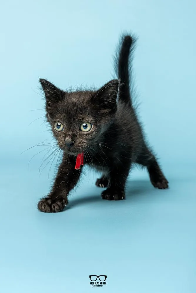 A baby small-sized male Black Domestic Short Hair cat named Refried for adoption in Palatine, IL