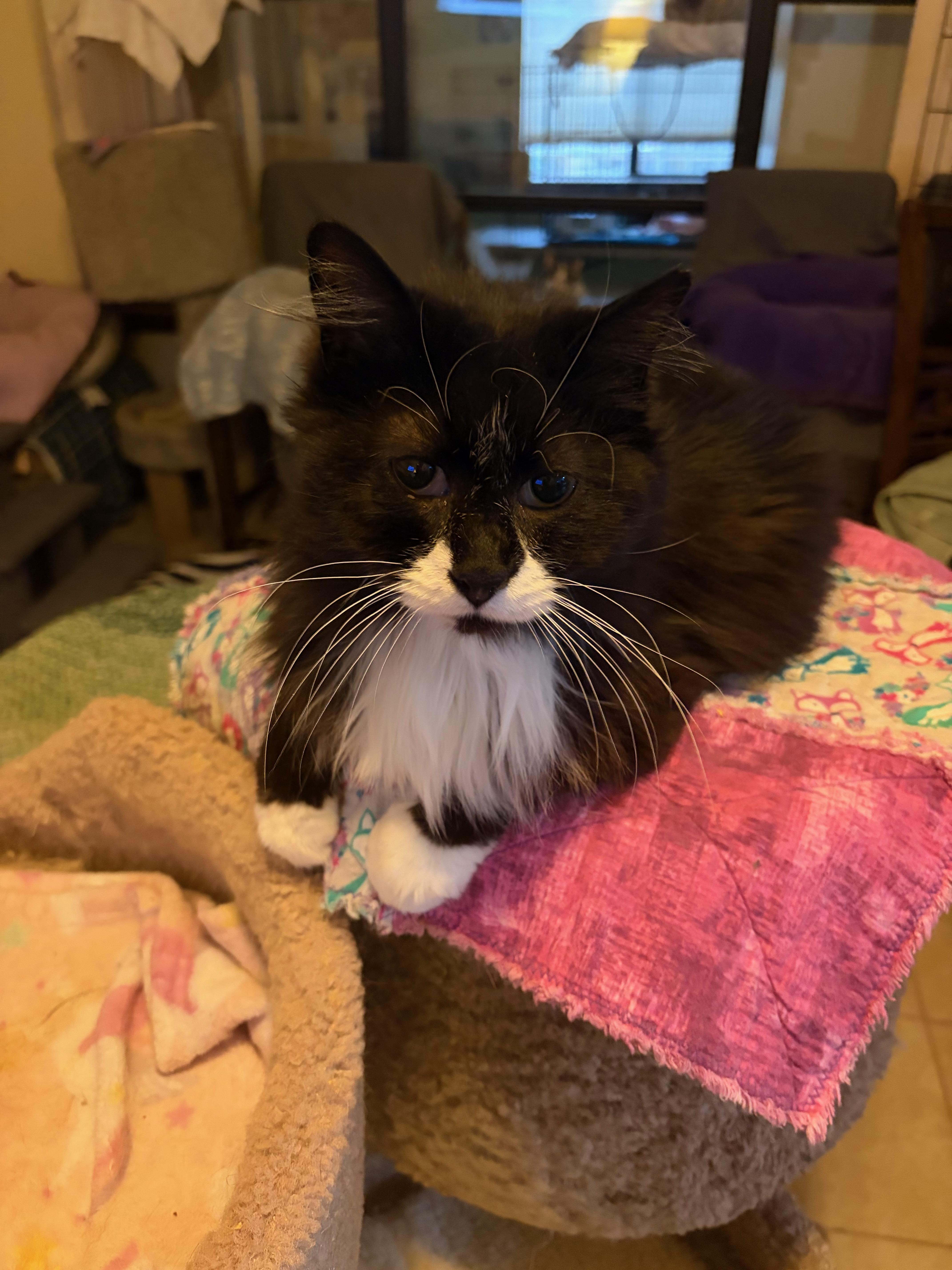 An adult medium-sized female Black & White / Tuxedo Domestic Long Hair cat named Whiskers for adoption in Albuquerque, NM