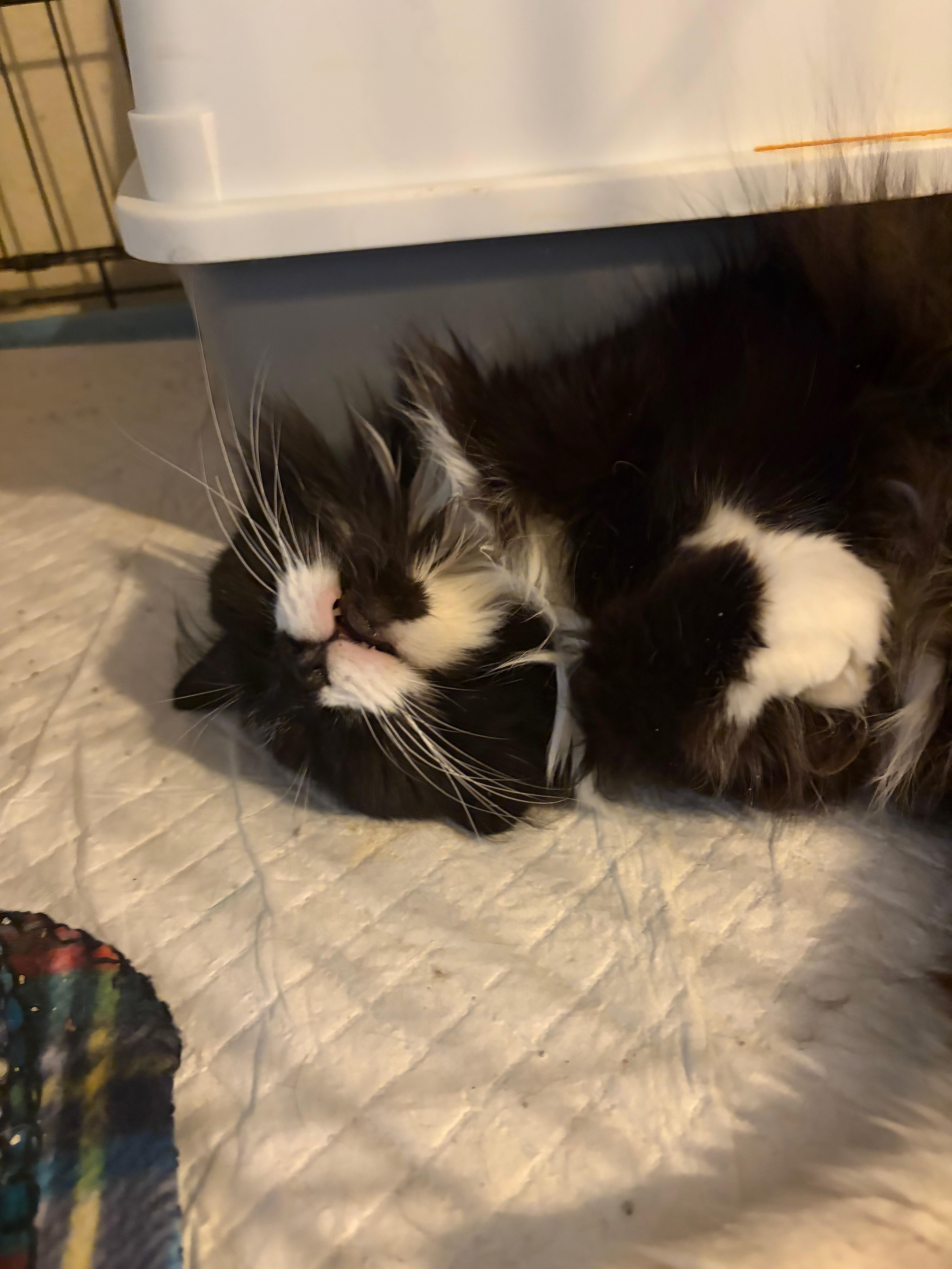 Whiskers thumbnail 2
