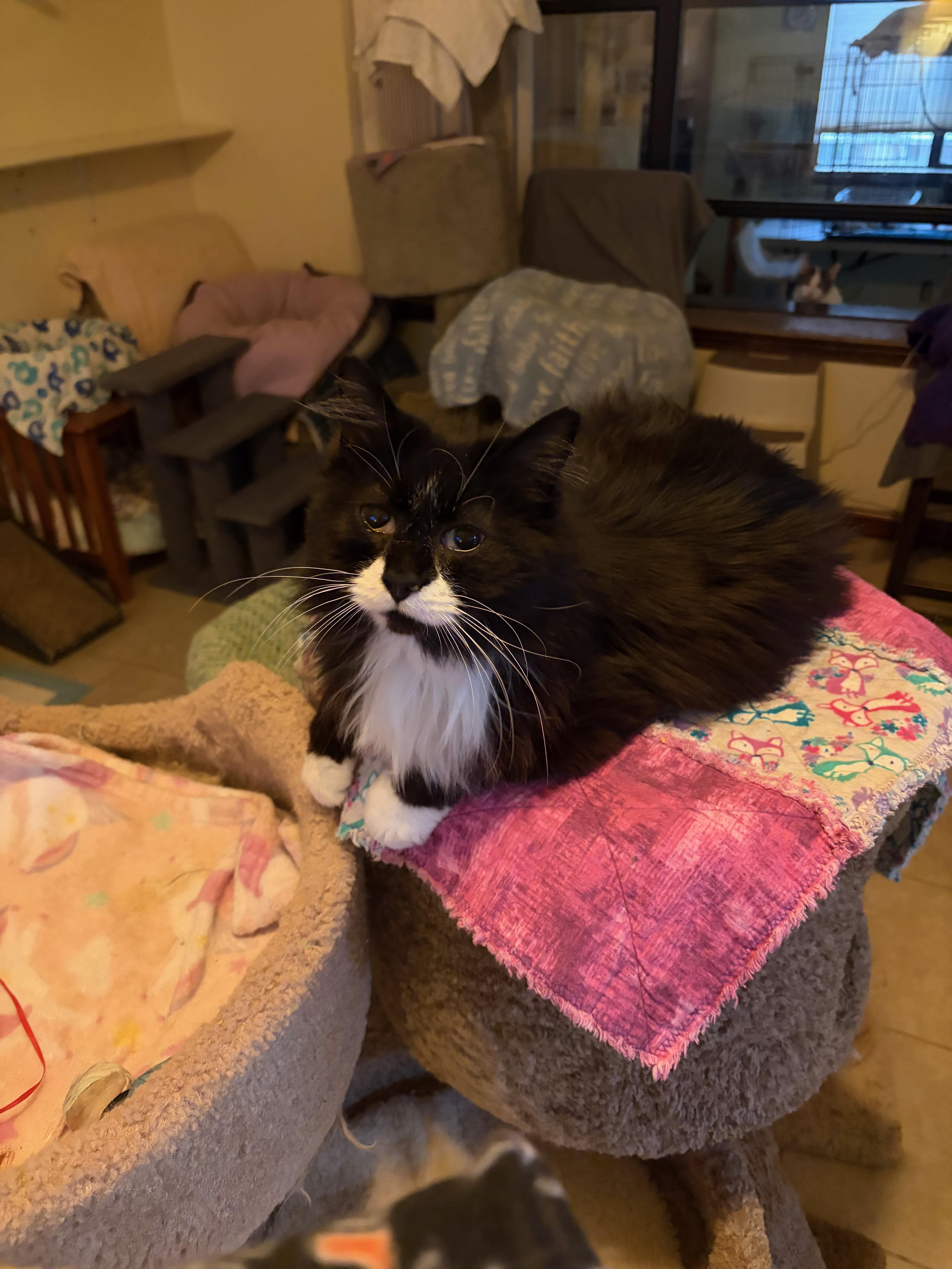Whiskers thumbnail 3