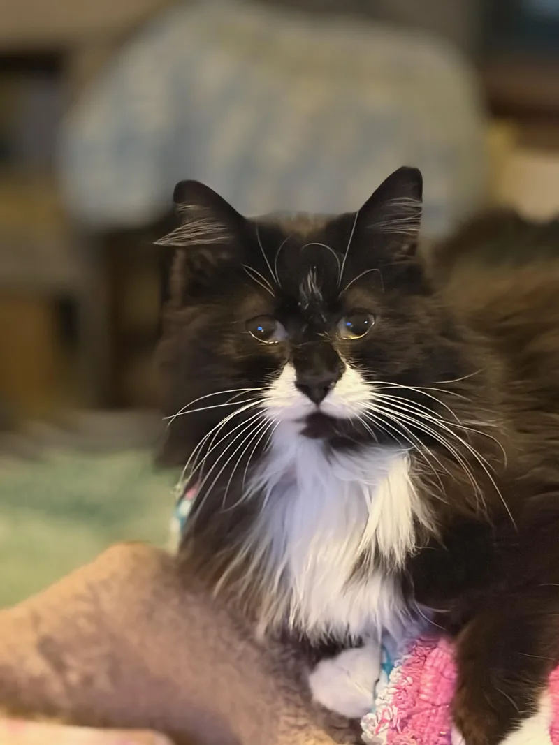 Whiskers thumbnail 4