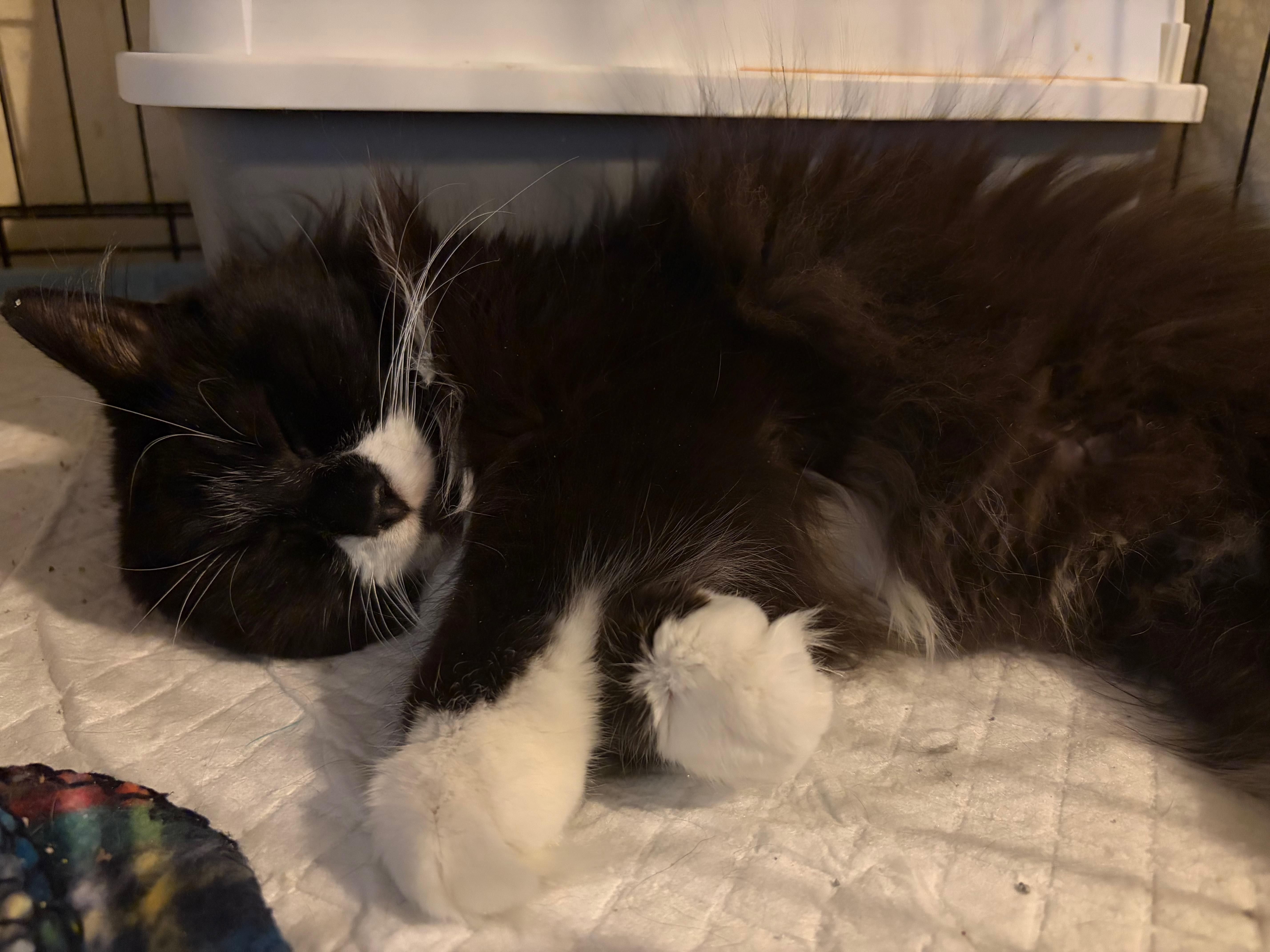 Whiskers thumbnail 5