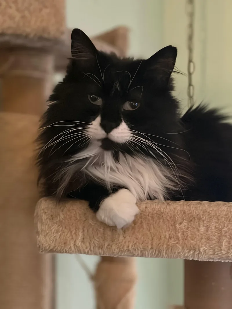 Whiskers thumbnail 6