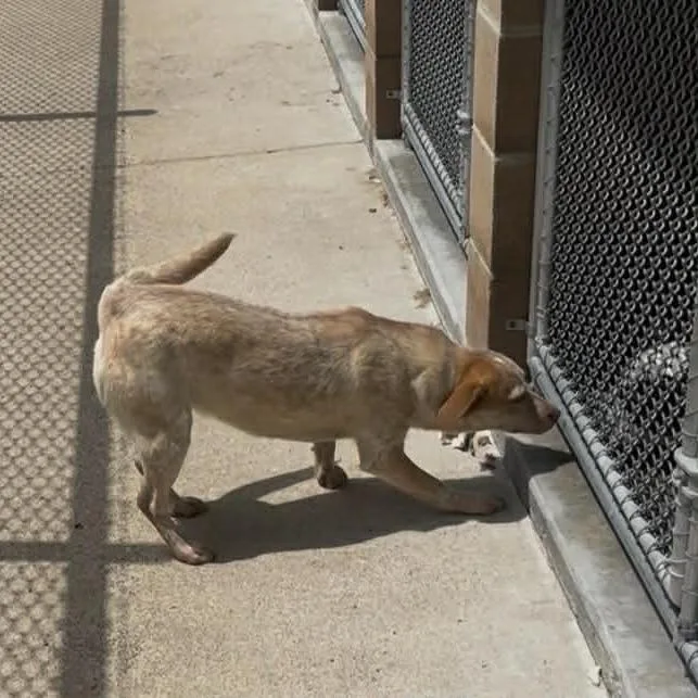A young medium-sized female Red / Chestnut / Orange Cattle Dog dog named Josie for adoption in Stilwell, OK